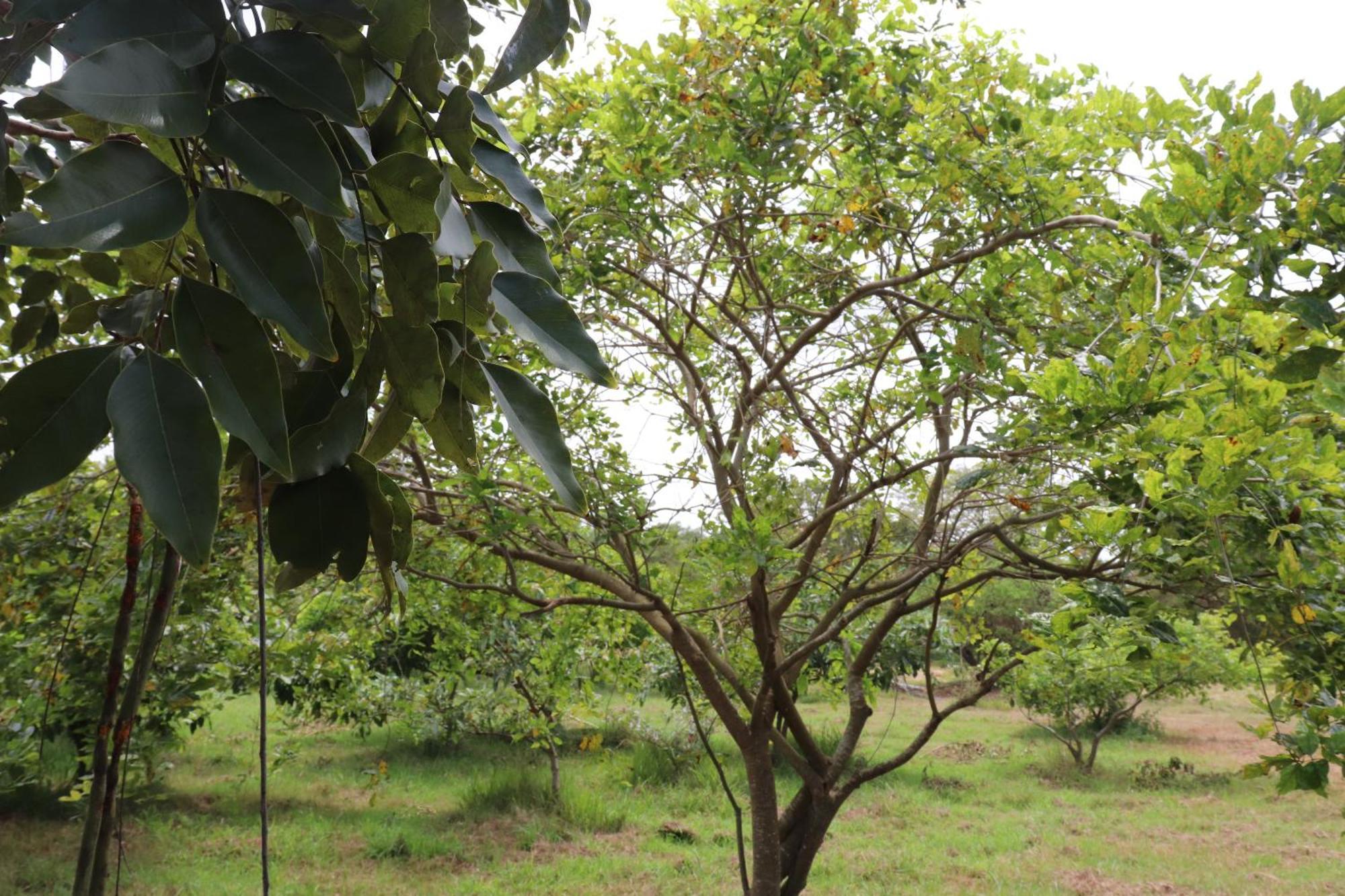 Kayjay Wild Wilpattu Hotel Bagian luar foto