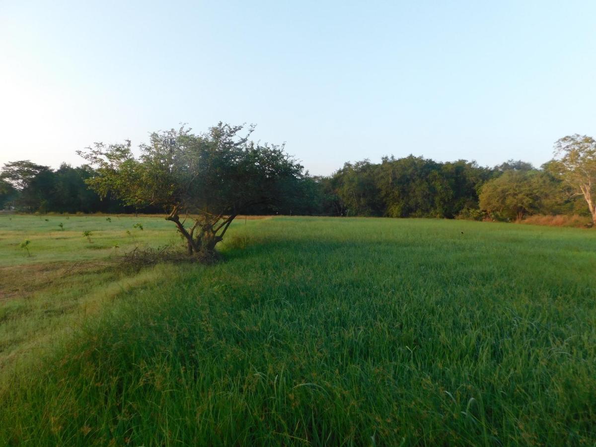 Kayjay Wild Wilpattu Hotel Bagian luar foto
