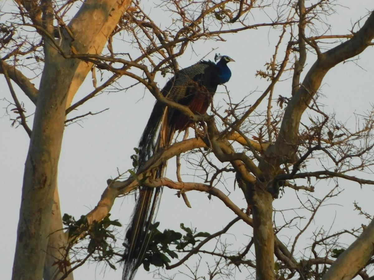 Kayjay Wild Wilpattu Hotel Bagian luar foto